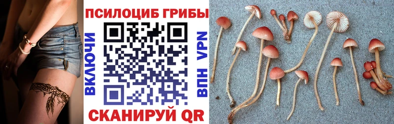 Купить где  Избербаш  Галлюциногенные грибы Psilocybine cubensis 
